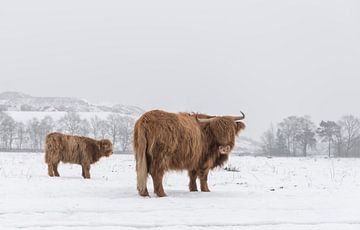 Schotse Hooglanders in de sneeuw... van Ans Bastiaanssen