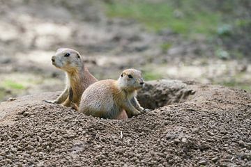 curious prairie dogs by Heiko Kueverling