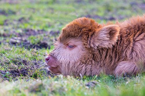 Head newborn brown scottish highlander calf in meadow