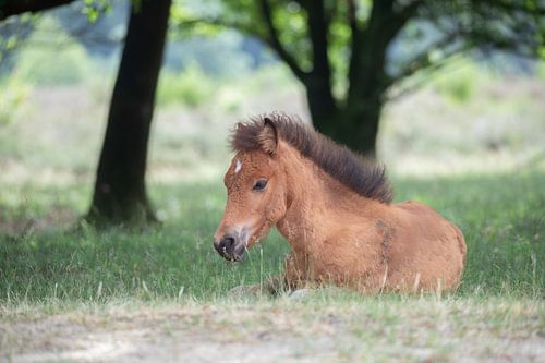 Foal on the Veluwe