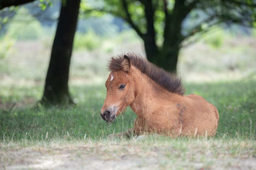 Fohlen auf der Veluwe von Tim Voortman