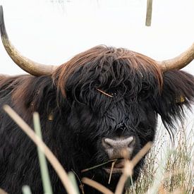 Schotse hooglander Stier van Truckpowerr