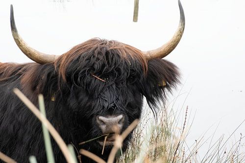 Schotse hooglander Stier