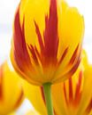 Hollandse tulpen van Wendy Drent thumbnail