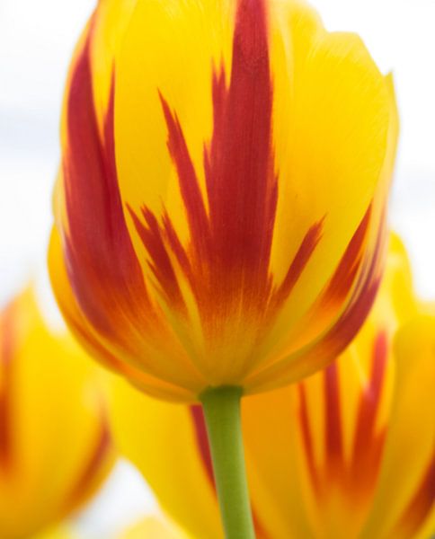 Hollandse tulpen von Wendy Drent