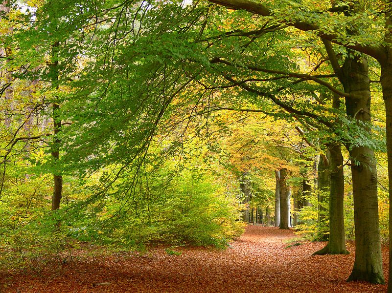 Herbstfarben im Wald von Corinne Welp
