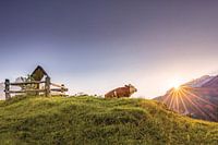 Zonsopgang op de alp