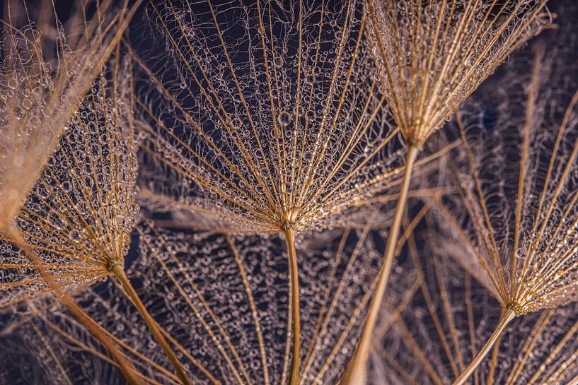 From below: the drops on fluff of a fluff ball by Marjolijn van den Berg