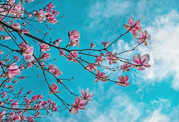 Bloeiende magnolias in de lente van Chihong