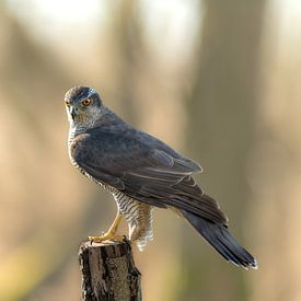Roofvogel in nederland de havik van Björn van den Berg