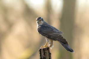 Oiseau de proie aux Pays-Bas, l'autour des palombes