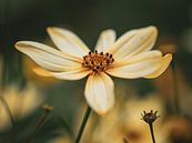 Yellow flower by José Lugtenberg thumbnail