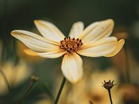 Gele bloem