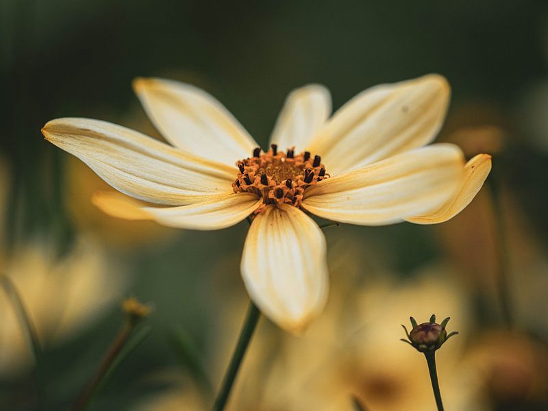 Yellow flower by José Lugtenberg
