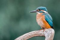 IJsvogel aan de waterkant