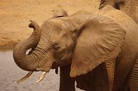 Poserend olifantje van Erna Haarsma-Hoogterp thumbnail