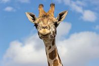 Nubische giraffe van Rob Legius thumbnail