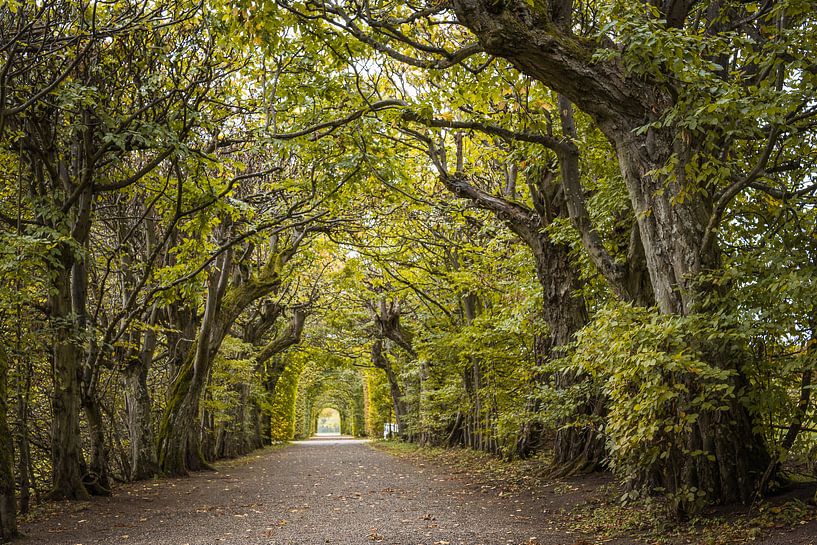Hainbuchenallee Schloss Seehof von Jürgen Schmittdiel Photography