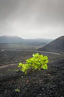 Nationaal park Timanfaya