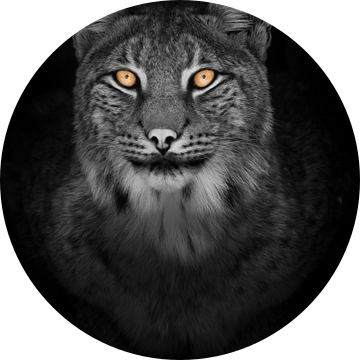 Lynx in de nacht volledig gezicht kijken rustige kat met oranje ogen en een verkleurd zwart-wit lich van Michael Semenov