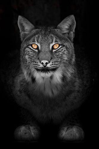 Lynx in the night full face look calm cat with orange eyes and a discolored black and white body on 