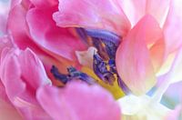Tulip pink and purple
