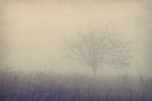 tree on a misty morning von Els Fonteine