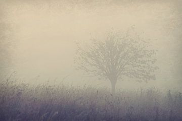 tree on a misty morning van Els Fonteine