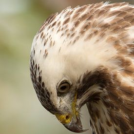 Buizerd von Twan Hak