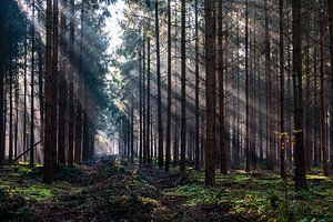 Forest Beams