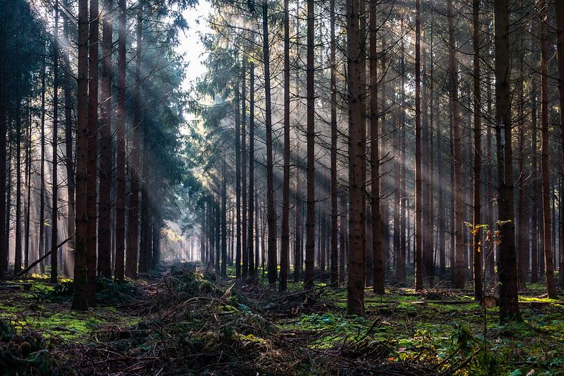 Forest Beams van William Mevissen