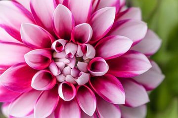 Dahlia met juwelen van Mixed media vector arts