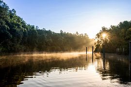 Through the trees by Jos van den Elshout