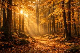 Goldpfad im Herbstwald – Golden Path Through the Autumn Forest von ButterflyPix
