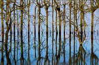 Weerspiegeling van bomen