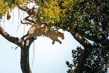 Springender Leopard zwischen Ästen – Serengeti, Tansania