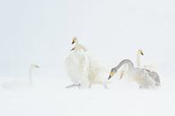 SWANS IN A BLIZZARD von Ria de Heij Miniaturansicht