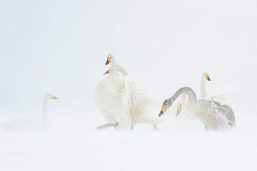SWANS IN A BLIZZARD