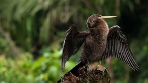 Anhinga anhinga