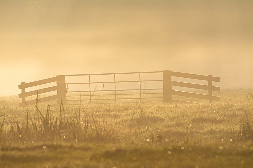 The fence in the golden glow of the morning sun by Michel Geluk