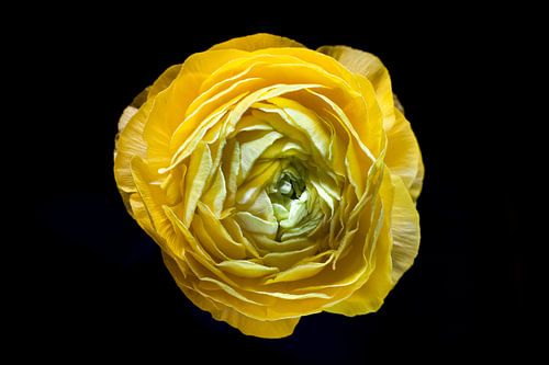 Yellow ranunculus in bloom