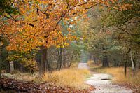 Herbstfarben