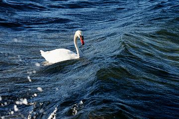 Nature photo White Swan Lago di Bracciano Italy by Martijn Jebbink Photography
