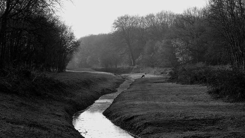 Bos beekje met hertje by Frank de Ridder
