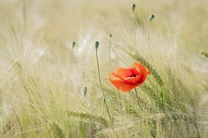 Mohnblume