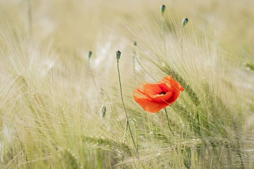 papaver