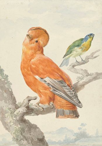 Twee exotische vogels, Aert Schouman