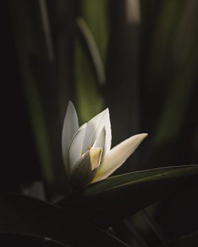 Kleine weiße Blüte in dunkelgrünen Blättern von Sandra Hazes