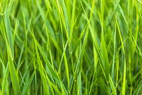 Riet
