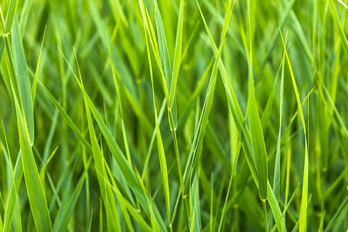Riet
